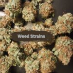 weed strains