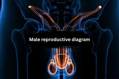 Male Reproductive Diagram