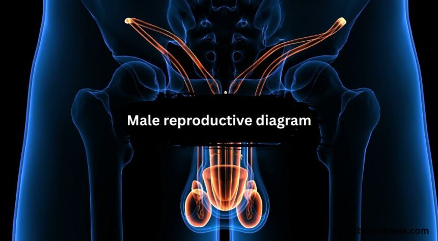 Male Reproductive Diagram