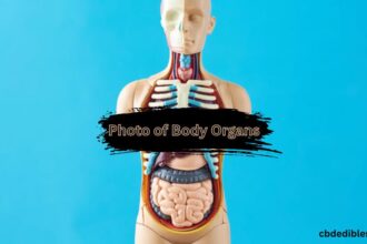 Photo of Body Organs