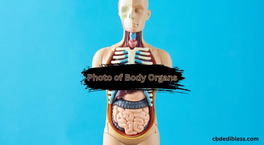 Photo of Body Organs