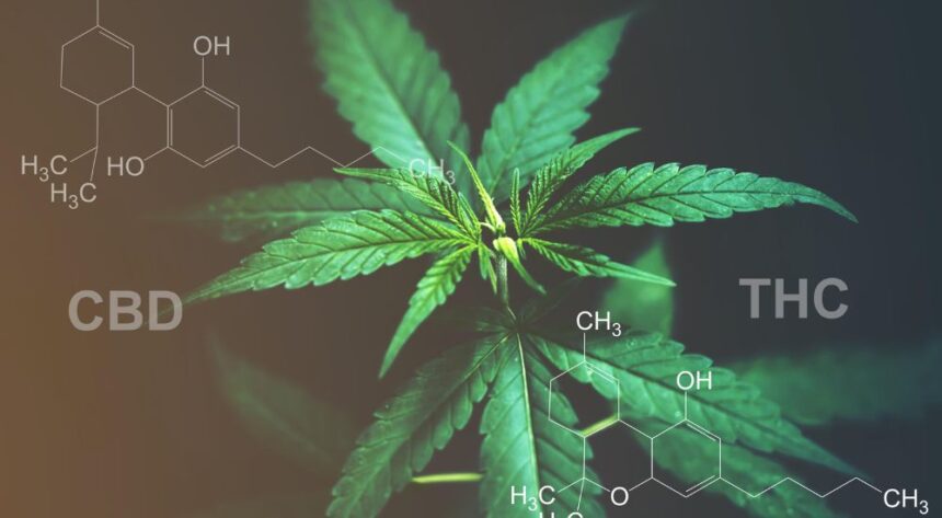THC and CBD