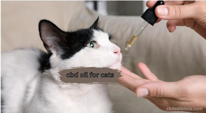 cbd oil for cats