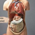 human torso model labeled