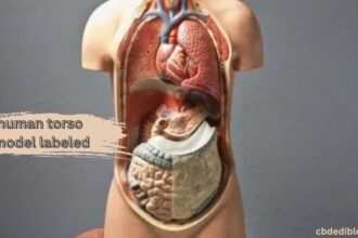 human torso model labeled