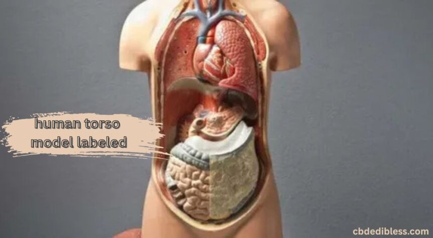 human torso model labeled