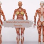 muscular anatomy female