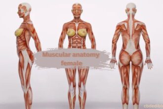 muscular anatomy female