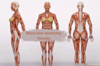 muscular anatomy female