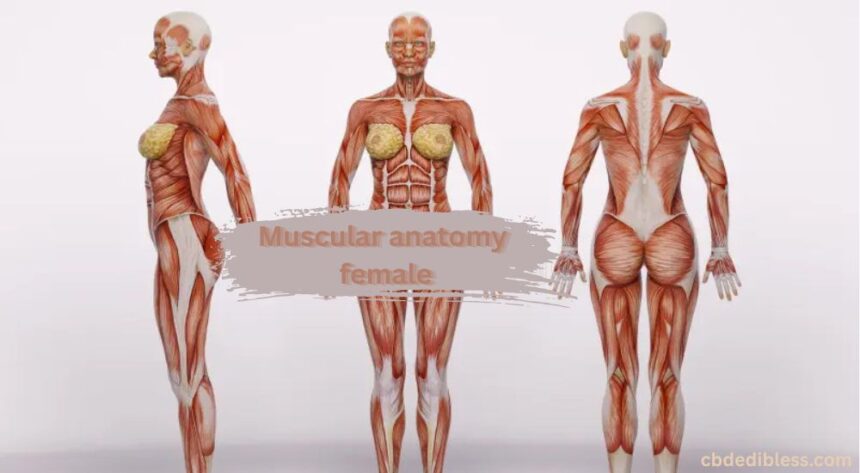 muscular anatomy female