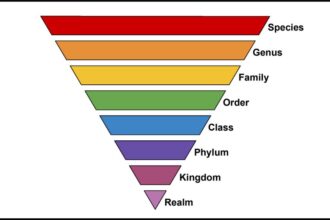 Taxonomy