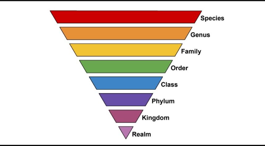 Taxonomy